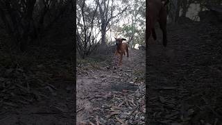 My Ridgeback Loki running down a rocky trail 🥰 slow motion ridgeback dog australia [upl. by Karolyn]