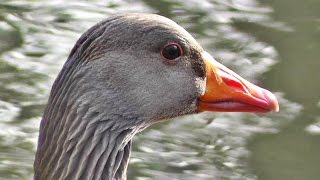 Greylag Goose  Geese at Tehidy Woods  Graylag in the USA [upl. by Bordy]