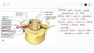 Spinal Nerves [upl. by Anayk]