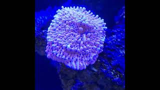 Red Sea 250 G2 Reefer Esp 9 Update [upl. by Claude]