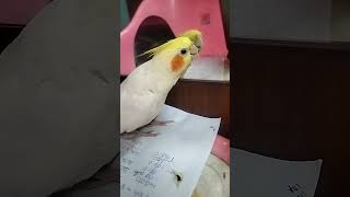 Adorable Cockatiel Bird 🕊️ Rio Cute Singing 😘 [upl. by Nodlehs231]