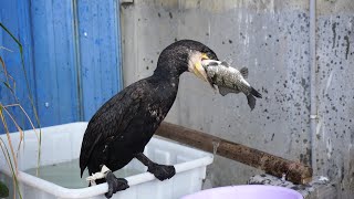 Great cormorant eats the whole fish instantly  Incredible bird [upl. by Erinn127]