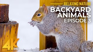 4K Backyard Animals  Part 3  Winter Wild Guests of Backyard Feeders [upl. by Eiznikam]