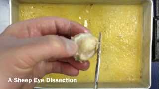 Sheep Eye Dissection A Quick Tutorial [upl. by Akienom]