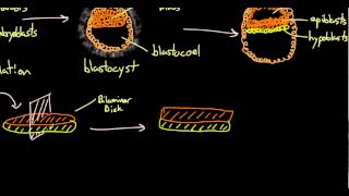 Early Embryogenesis  Cleavage Blastulation Gastrulation and Neurulation [upl. by Marcoux]