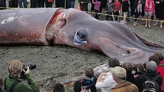 Processing Giant Squid With A Team Of Professional Chefs  Fishing Giant Squid In The Sea [upl. by Partan102]