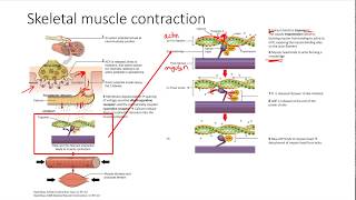 Skeletal Muscle Contraction Part 2 [upl. by Millman]