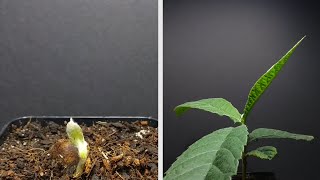 🌱 Growing LOQUAT Tree from Seed  100 Days Time Lapse 🌱 [upl. by Kohcztiy]