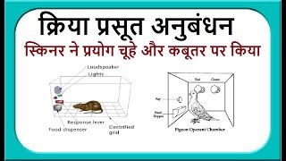 बी एफ स्किनर का क्रिया प्रसूत अनुबंधन II operant conditioning theory II Skinner THEORY [upl. by Donahue700]