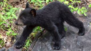 Facts About Formosan Black Bear [upl. by Arturo]