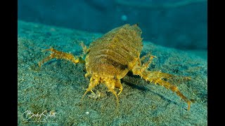 Antarctica Exploratory Dive Weddell Sea with Giant Isopods [upl. by Haleelahk]