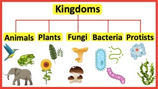 5 Kingdoms  Animals plants fungi bacteria amp protists [upl. by Ahsrats]