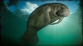 Manatees in Florida Marathon Key [upl. by Latsyc342]