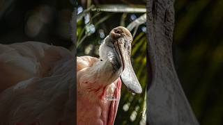 Spoonbill  Guardians of Wetland Harmony [upl. by Bryce]