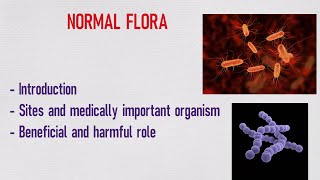 NORMAL FLORA BENEFICIAL AND HARMFUL ROLE Microbiology 1 [upl. by Earvin]