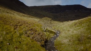 Scotlands Tree of the Year 2020  The Survivor Tree [upl. by Koerlin]