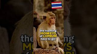 The crazy monkeys of Lopburi have to go [upl. by Kier771]