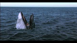 Girl Gets Swallowed By Whale  Viewer Discretion [upl. by Ocirled]