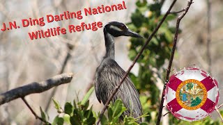 Sanibel Island JN Ding Darling National Wildlife Refuge Vlog [upl. by Chucho]