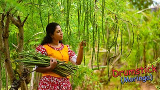 Delicious Drumsticks Moringa Pods Recipes for tasty amp colourful lunch table  Traditional Me [upl. by Hgielrac]