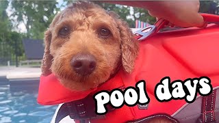 Mini Poodle SWIMMING WITH DOG LIFE JACKET Pool Days [upl. by Ilenna]