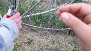 Kif tiżbor ħawħa pruning peaches [upl. by Aneleve]