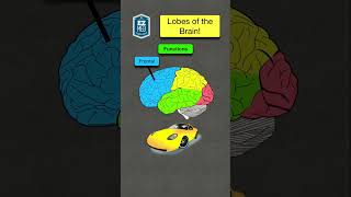 🔥 How to Remember Brain Lobes amp Functions in 60 seconds Nursing Mnemonic nursing [upl. by Budding924]