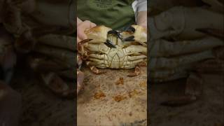 Ways to Cook Cromer Crabs 🦀 [upl. by Nezam]