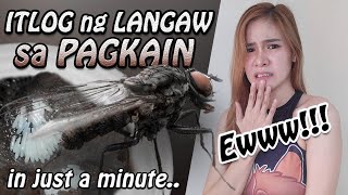 How Quick FLY Lay EGGS MAGGOTS on Food in Just a Minute Ewww  Criscel Diano [upl. by Nylarahs648]