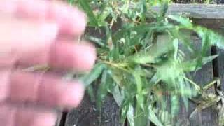 EatTheWeeds Episode 90 Smartweed Knotweed [upl. by Esinaj248]