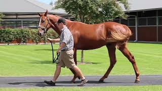 Lot 88  Snitzel x Bulbinella colt [upl. by Novahs]