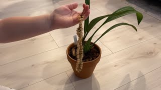 Rattlesnake orchid buds and bloom  Pholidota imbricata [upl. by Kcerb]