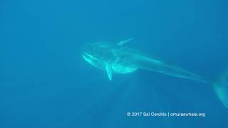 New Footage of quotGhost Whalequot  Omuras Whale [upl. by Karin]