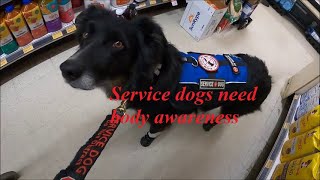 Body awareness is of utmost importance for service dogs  accessibility publicaccess [upl. by Costin]