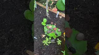 Growing the Leaf of Life  GlasGrow Gardens 2024 shorts [upl. by Ronel]