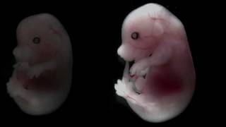 Mouse embryo developing over time [upl. by Trammel]