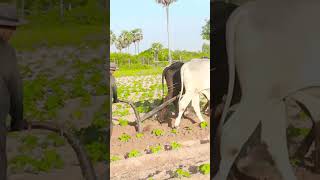 506k cow wow plow 4kvideo 4k किसान हल गाय [upl. by Erdrich]