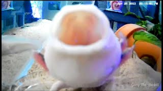 Axolotl Live With Gary The Axolotl [upl. by Lux]