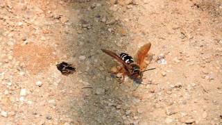 Capital Naturalist Male Cicada Killer Guards Hole [upl. by Aibar]