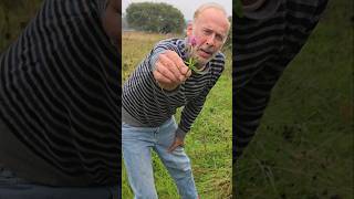 Red Clover trefolium pratense herbs foraging meadow permaculture gardening adventure nature [upl. by Harriman827]