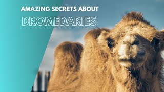 Amazing Secrets About Dromedary Camel [upl. by Agamemnon606]