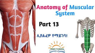 Anatomy of Muscular System Abdominal Muscles Interesting Video Lecture with Amharic SpeechPart 13 [upl. by Miuqaoj585]