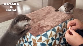 ぽかぽかこたつをカワウソにあげたら感激して引っ越しはじめた Otters Fall in Love with Warm Kotatsu [upl. by Duwad]