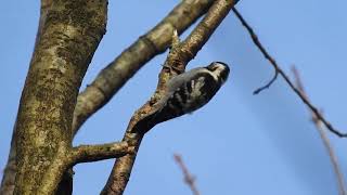 Kleine Bonte SpechtLesser Spotted Woodpecker NHDuinreservaat Castricum The Netherlands 29124 [upl. by Idell77]