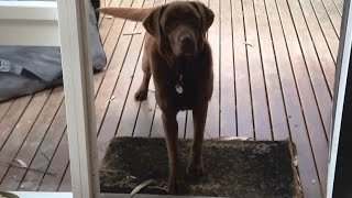 Chocolate Labrador Bonnie Welcomes us Home [upl. by Eileen]