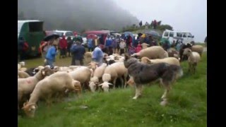 Larrivée des vaches et brebis au cirque de Campulstranshumance en Bethmale [upl. by Petracca978]