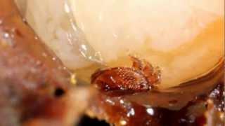 Biologie der Varroamilbe  Biology of the Varroa Mite [upl. by Frager]