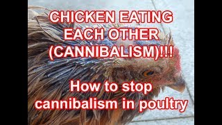 How to stop cannibalism in chicken  Stop chicken from pecking each other [upl. by Ellened]