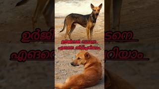 നാടൻ നായകളെ എങ്ങനെ തിരിച്ചറിയാം indian pariah dog [upl. by Odlanir]