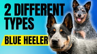 The Two Types Of Blue Heelers and How They Were Created [upl. by Clary]